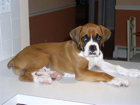 steel boxer dog|Boxer Dog Breed Information .